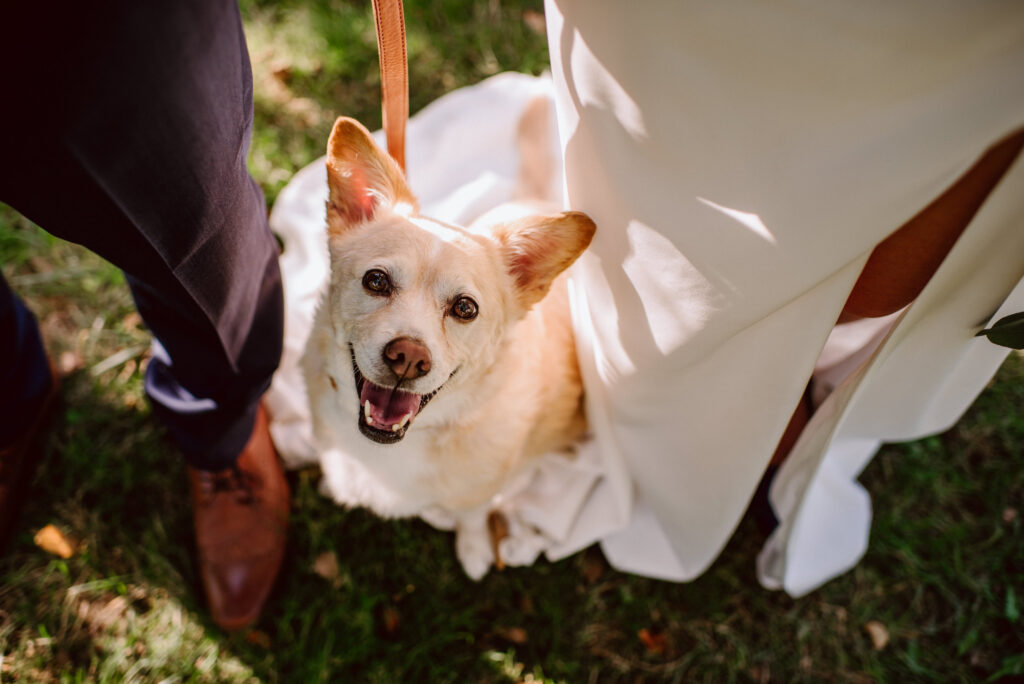 Bring your dog to your elopement.